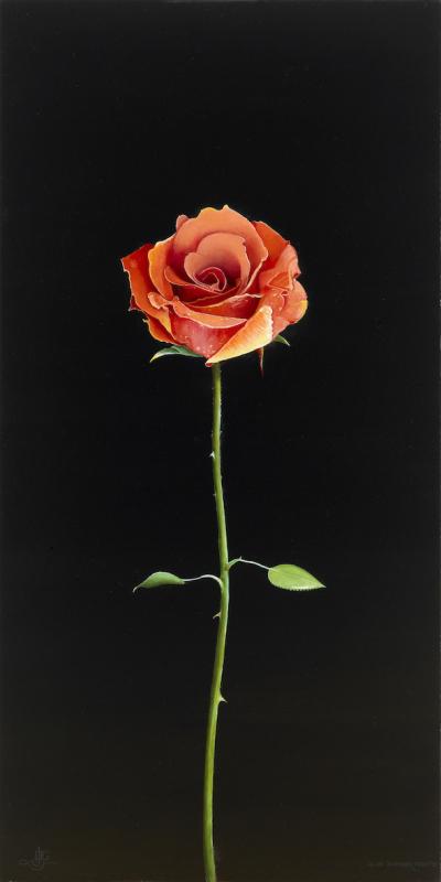 The Belle Epoque Rose